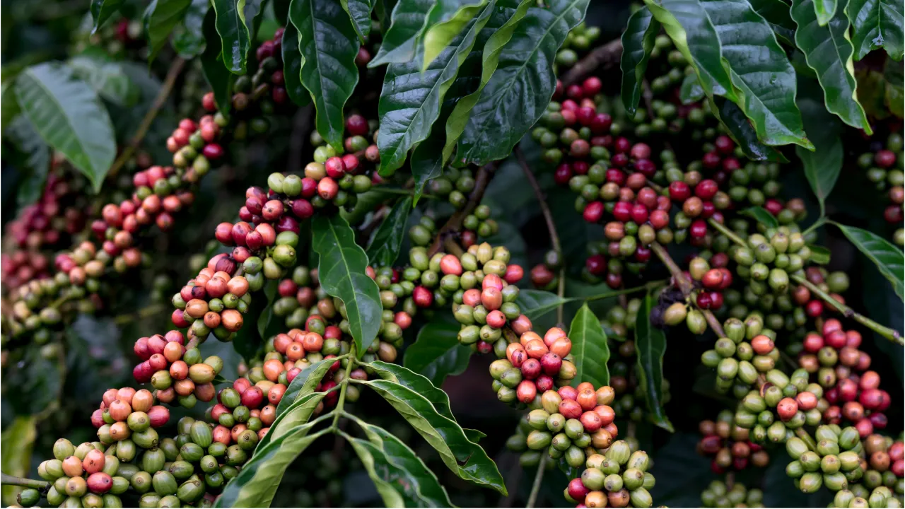 Ember & Origin Coffee